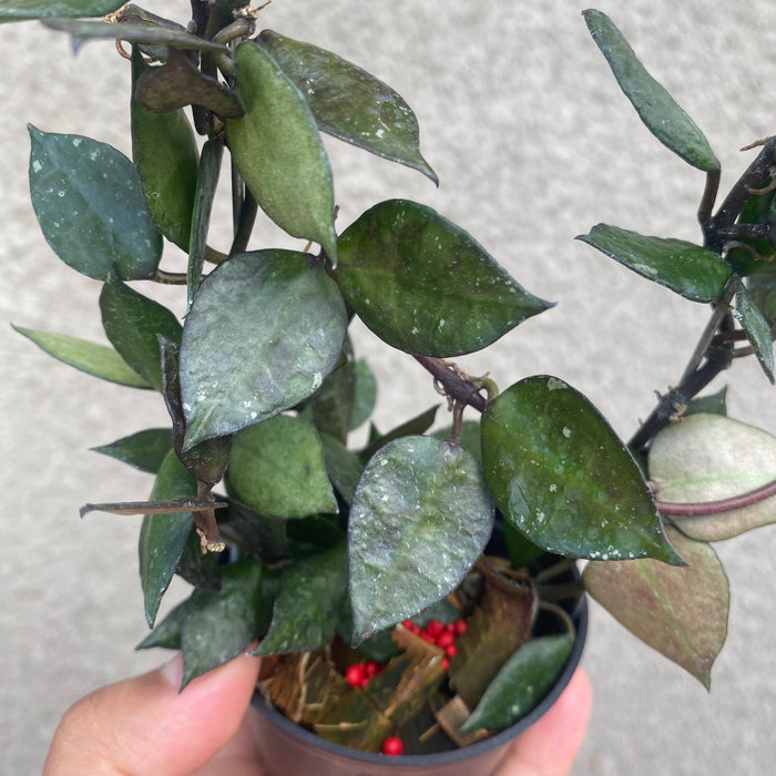 Hoya Lacunosa Black (Exact Plant - NOV35)