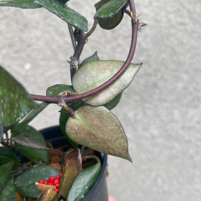 Hoya Lacunosa Black (Exact Plant - NOV35)