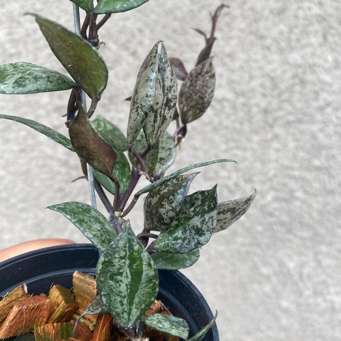 Hoya Lacunosa Black Aurora (Exact Plant - NOV51)
