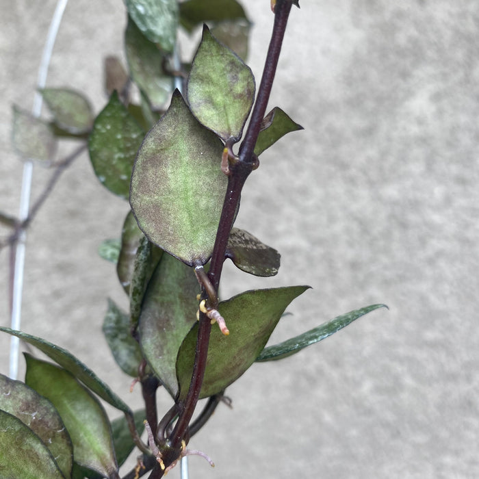 Hoya Lacunosa Black Aurora (Exact Plant - NOV51)