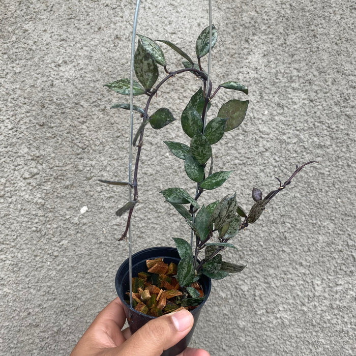 Hoya Lacunosa Black Aurora (Exact Plant - NOV51)