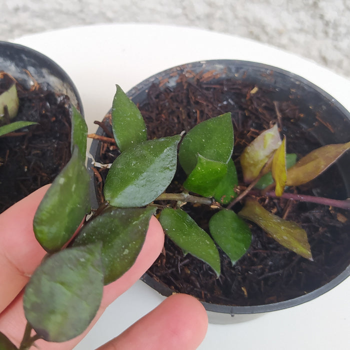 RP072 Hoya Lacunosa Black Small Leaves (2 pcs - BGR)