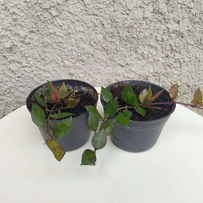 RP072 Hoya Lacunosa Black Small Leaves (2 pcs - BGR)