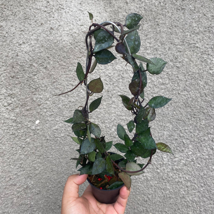Hoya Lacunosa Black (Exact Plant - NOV35)