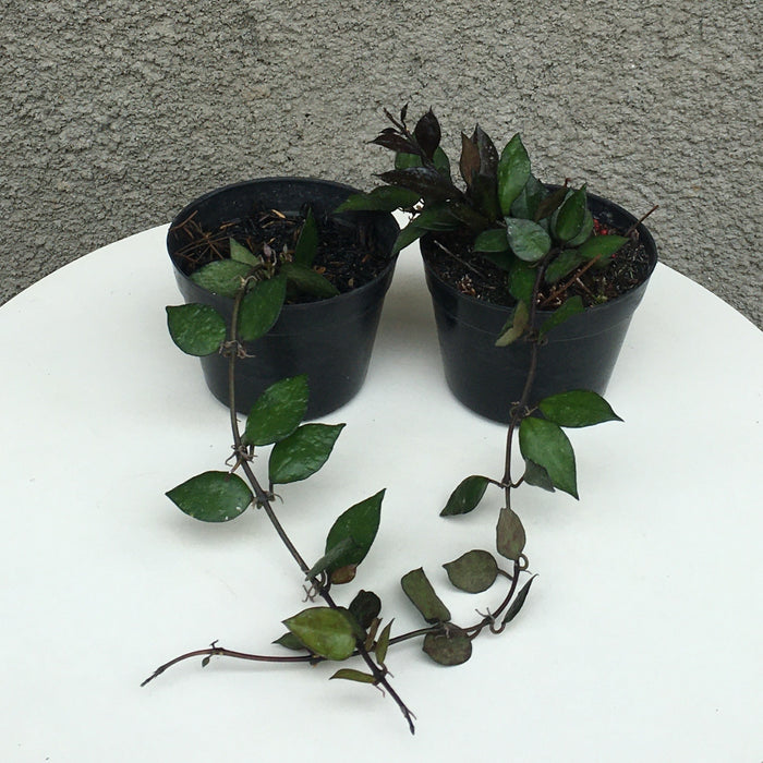 RP146 Hoya Lacunosa Black Leaves A (2 pcs - BGR)