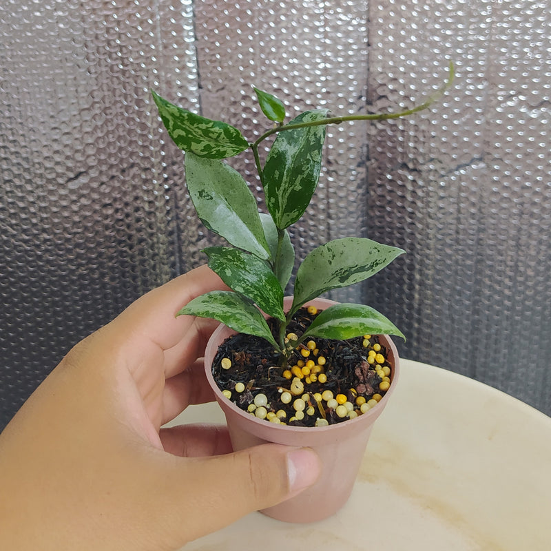 Hoya Lacunosa Green Flame