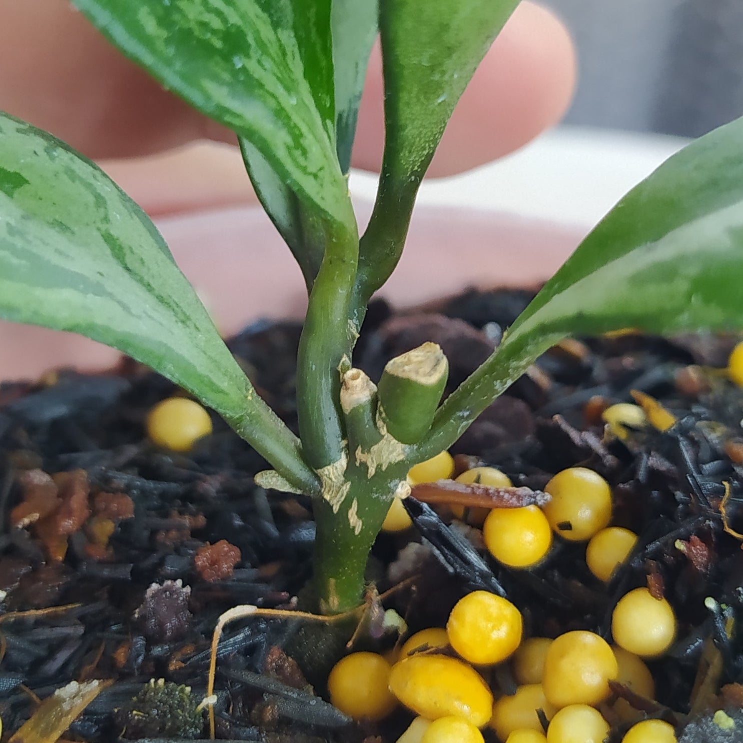 Hoya Lacunosa Green Flame — Aroidasia