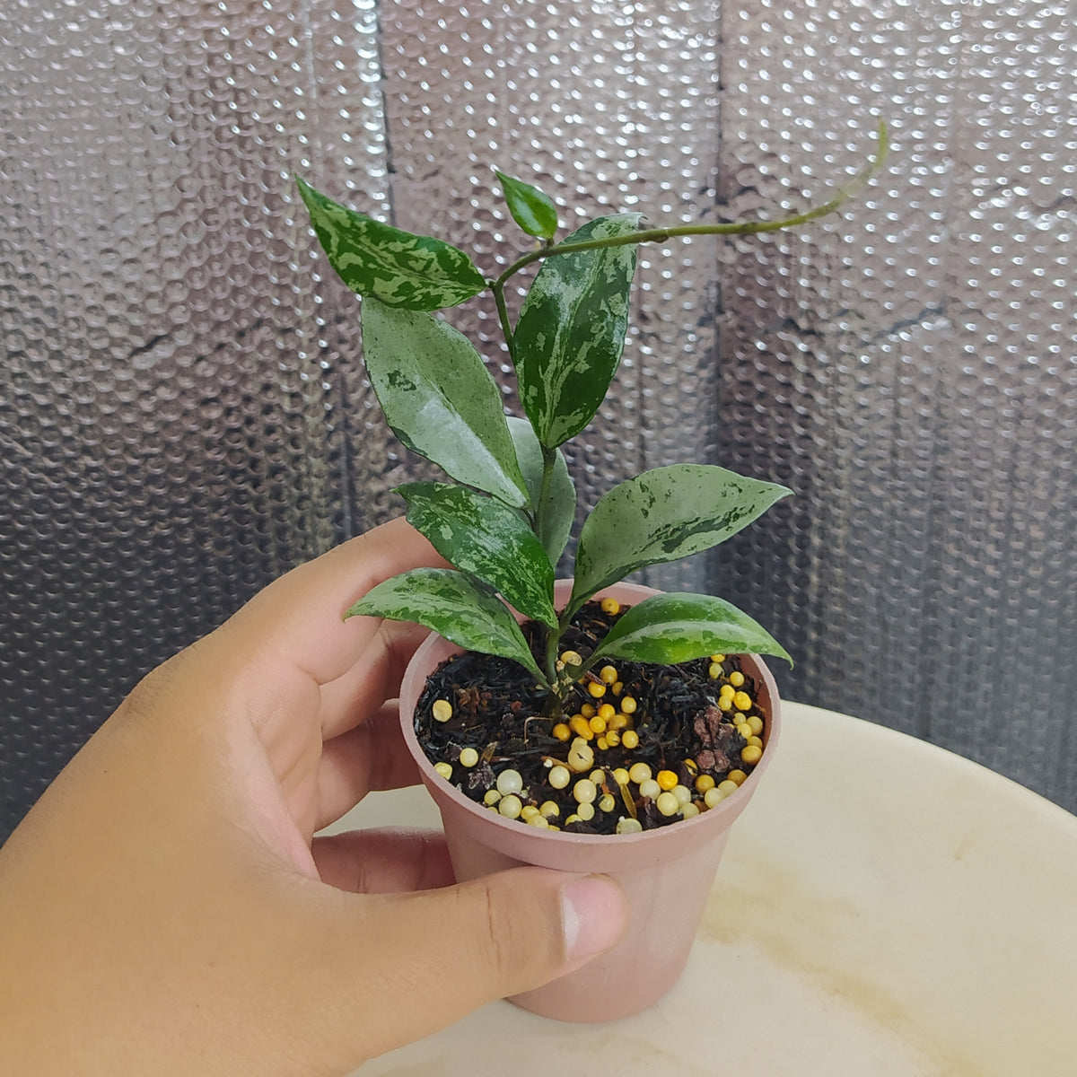 Hoya Lacunosa Green Flame — Aroidasia