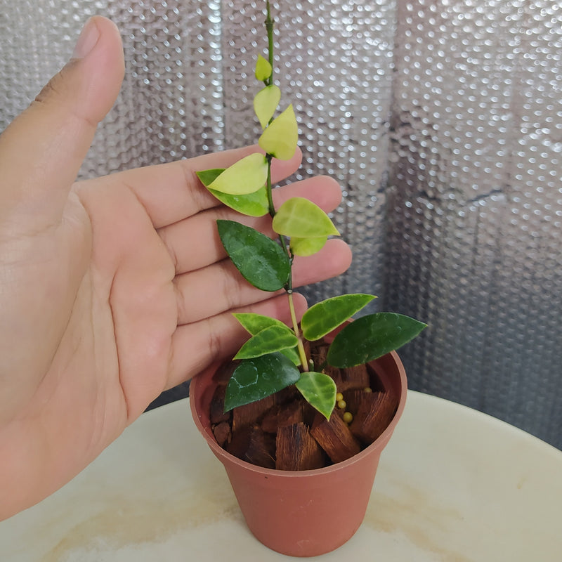 Hoya Lacunosa Kayas