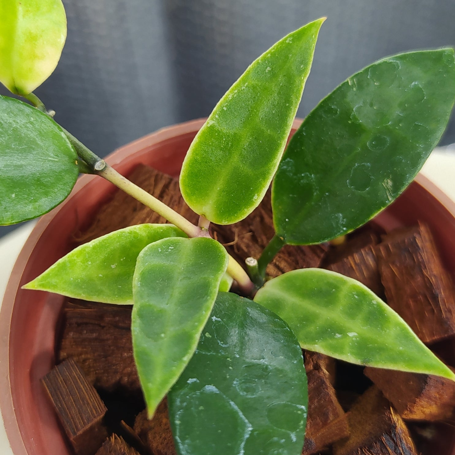 Hoya Lacunosa Kayas — Aroidasia