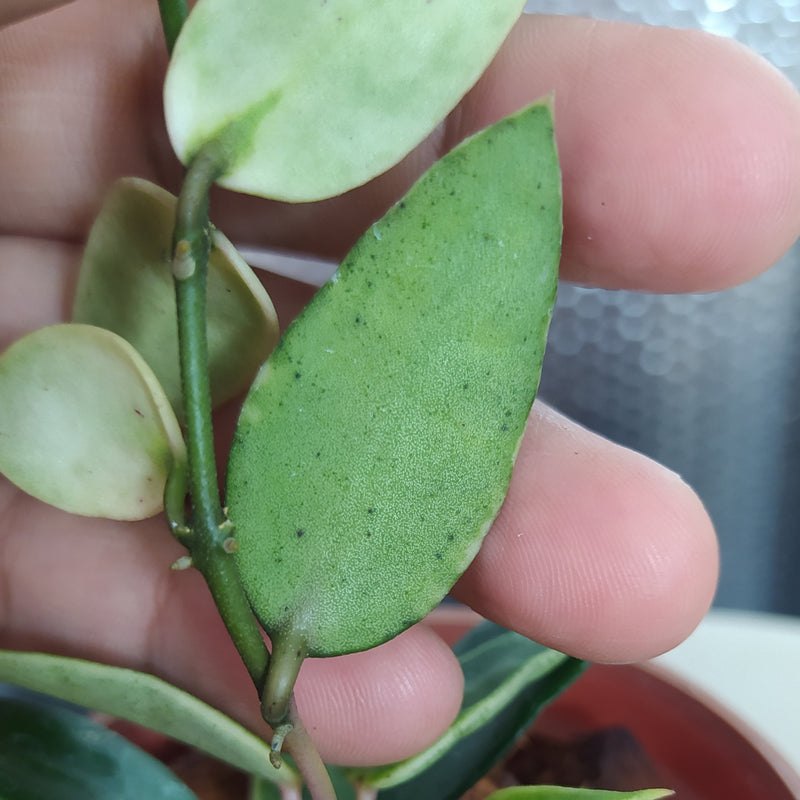 Hoya Lacunosa Kayas