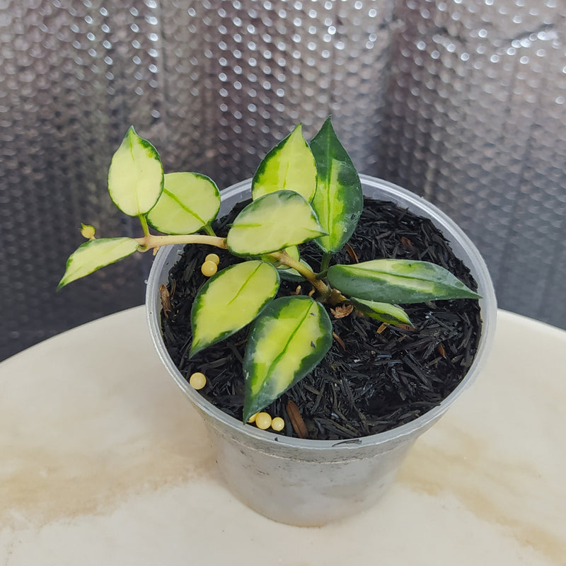 Hoya Lacunosa Platano