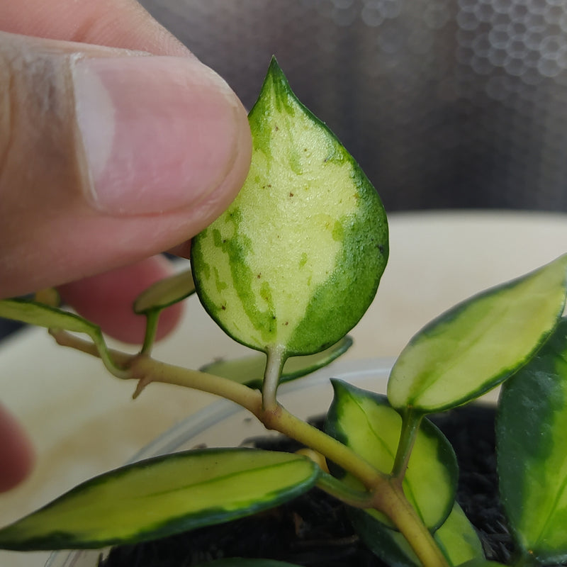 Hoya Lacunosa Platano