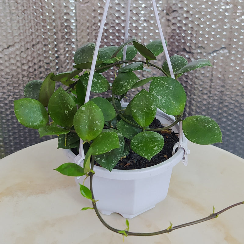 Hoya Lacunosa SP Gayo Splash