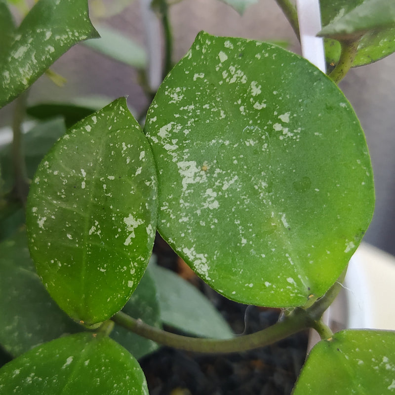 Hoya Lacunosa SP Gayo Splash