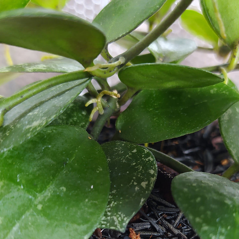 Hoya Lacunosa SP Gayo Splash