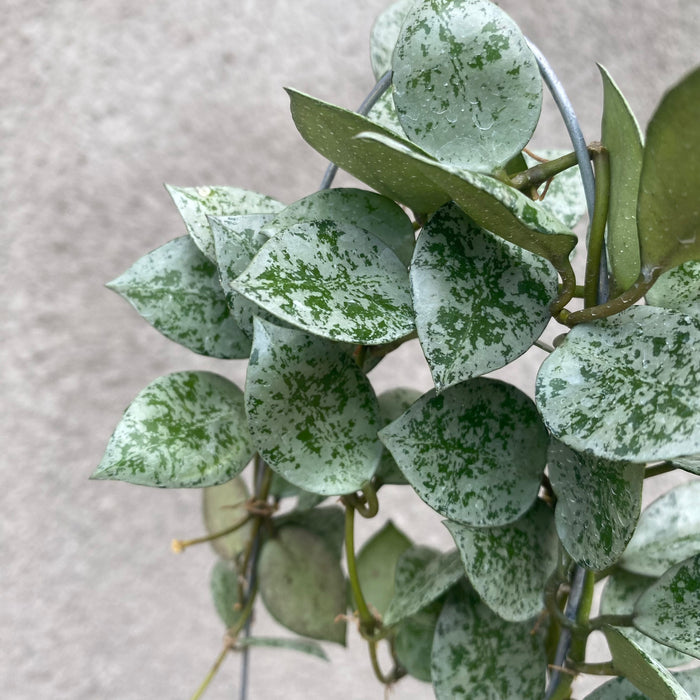 Hoya Lacunosa Silver Mint Coin (Exact Plant - NOV52)
