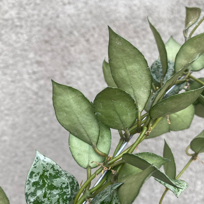 Hoya Lacunosa Silver Mint Coin (Exact Plant - NOV52)