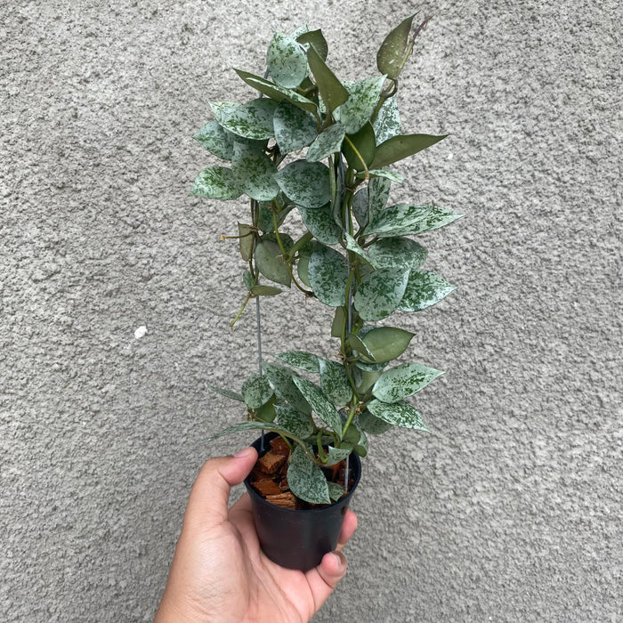 Hoya Lacunosa Silver Mint Coin (Exact Plant - NOV52)