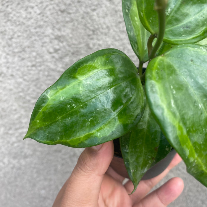 Hoya Latifolia Baibua (Exact Plant - NOV46)
