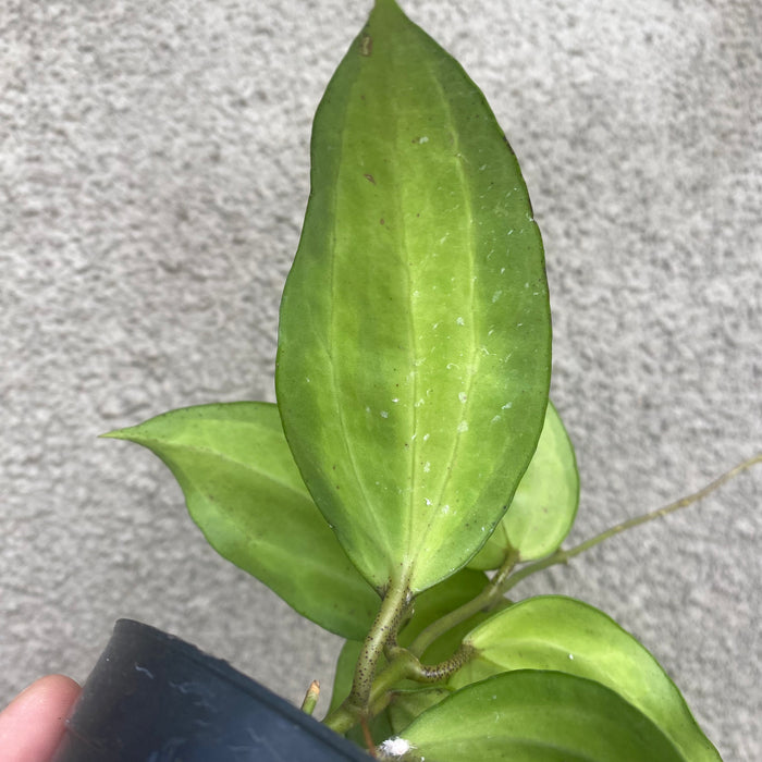 Hoya Latifolia Baibua (Exact Plant - NOV46)