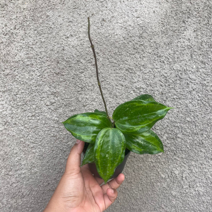 Hoya Latifolia Baibua (Exact Plant - NOV46)