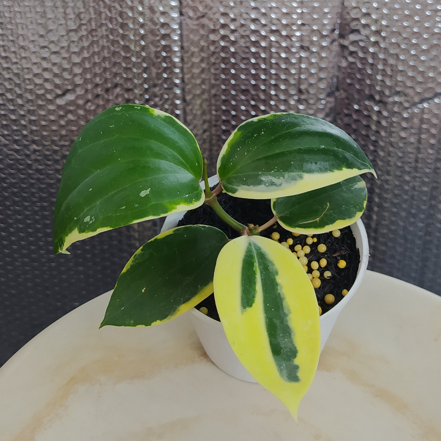 Hoya Latifolia SP Albomarginata Roundleaf — Aroidasia