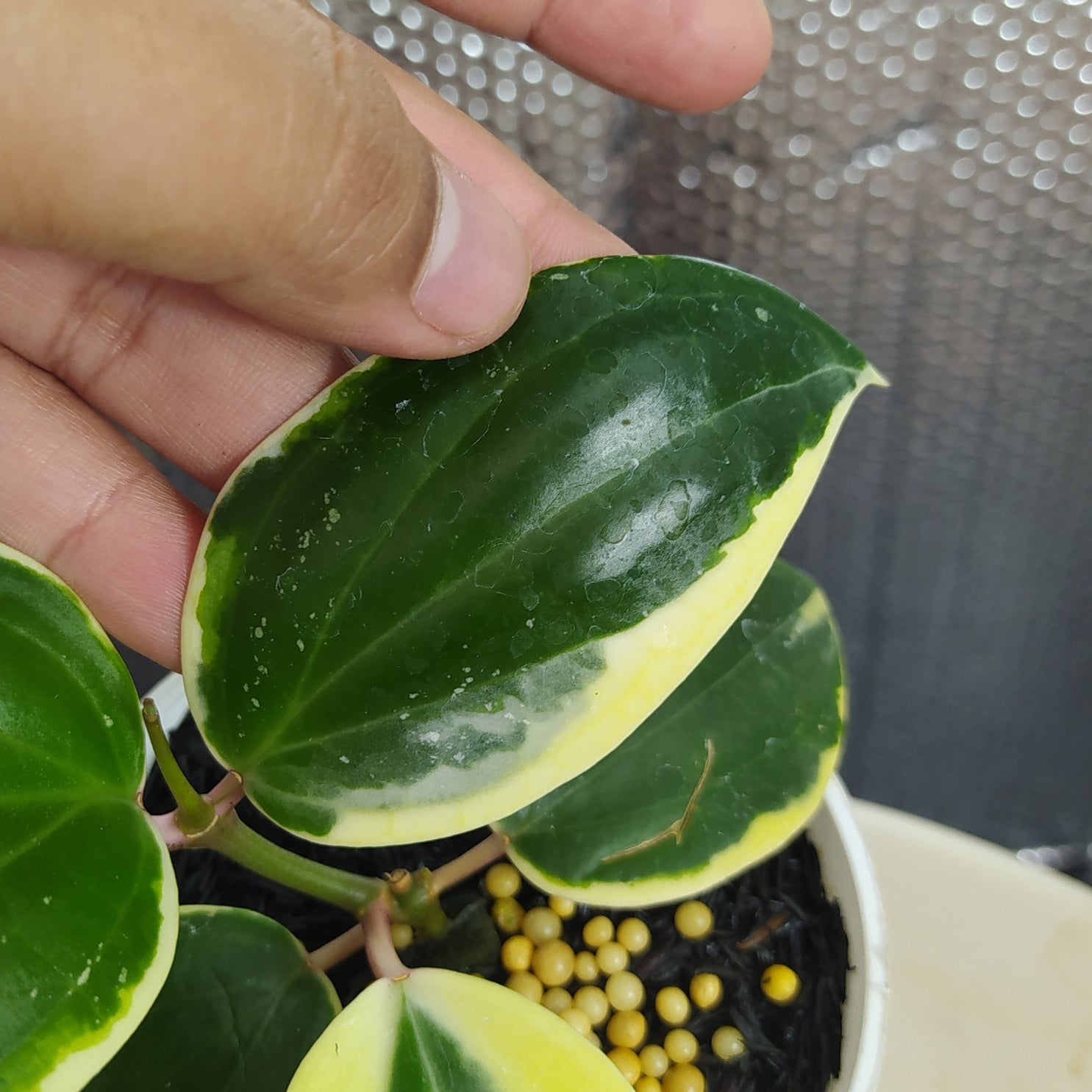 Hoya Latifolia SP Albomarginata Roundleaf — Aroidasia