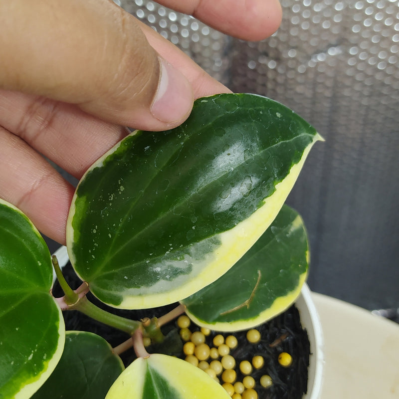 Hoya Latifolia SP Albomarginata Roundleaf