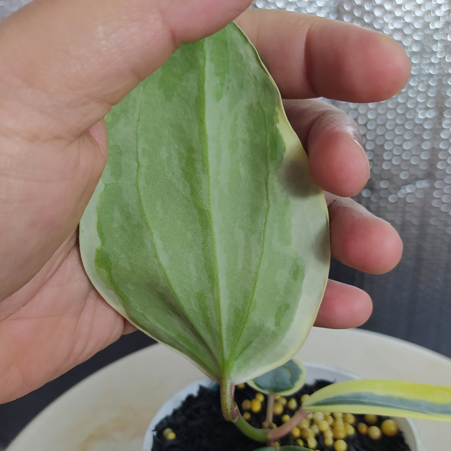 Hoya Latifolia SP Albomarginata Roundleaf — Aroidasia