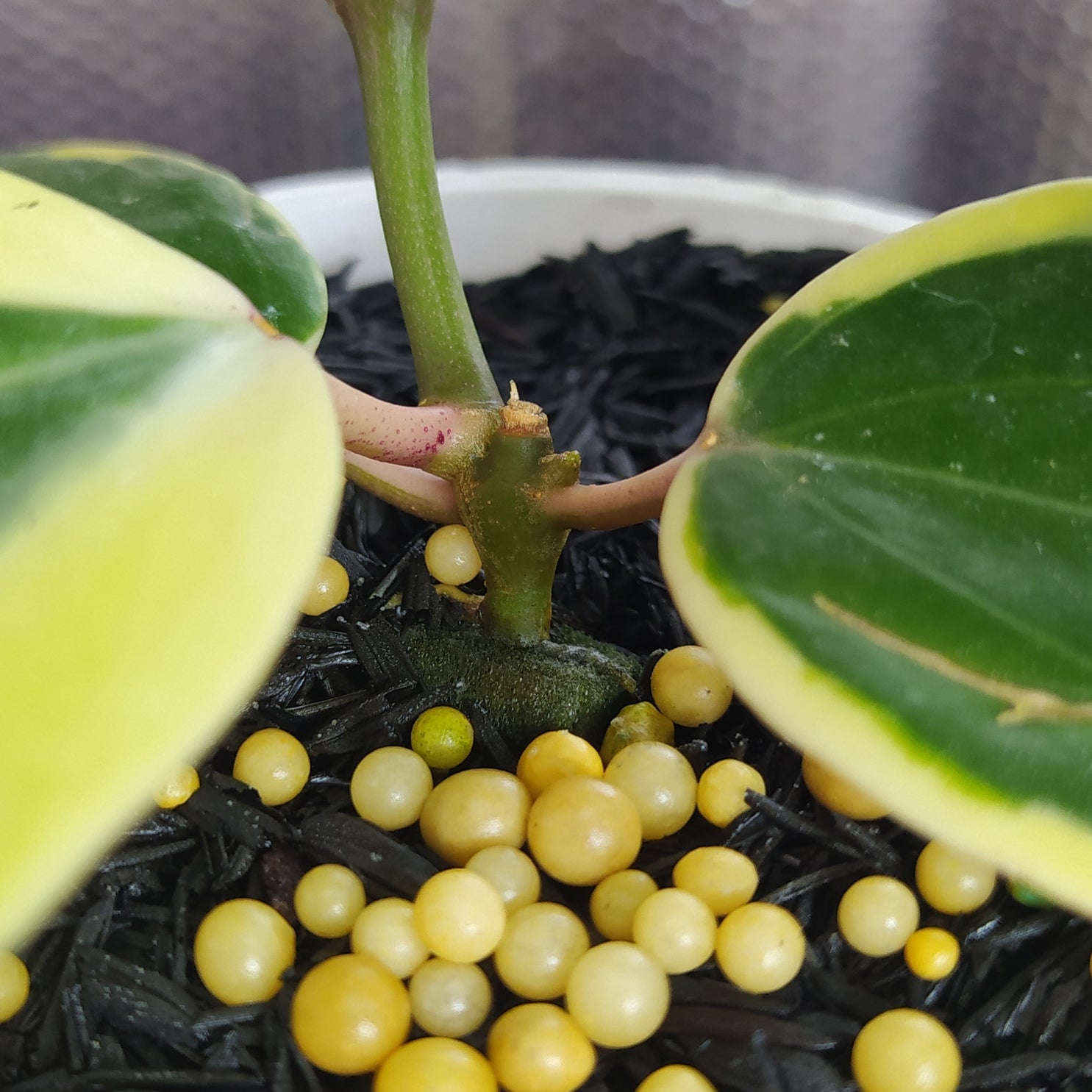 Hoya Latifolia SP Albomarginata Roundleaf — Aroidasia