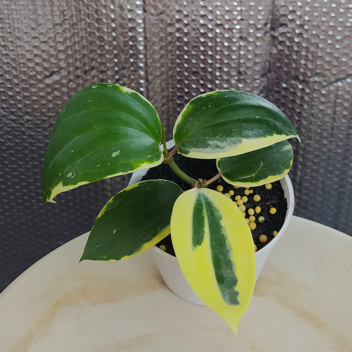 Hoya Latifolia SP Albomarginata Roundleaf — Aroidasia