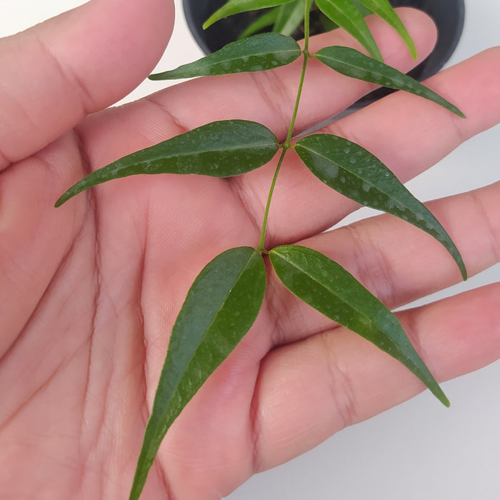 RP093 Hoya Leucantha SP Papua (BGR)