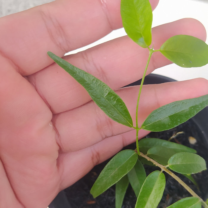 RP093 Hoya Leucantha SP Papua (BGR)