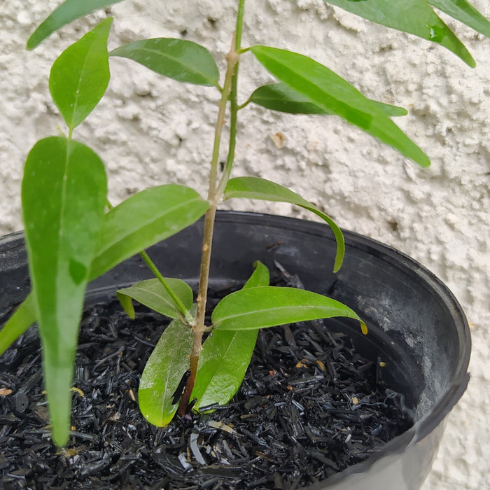 RP167 Hoya Leucantha SP Papua A (BGR)