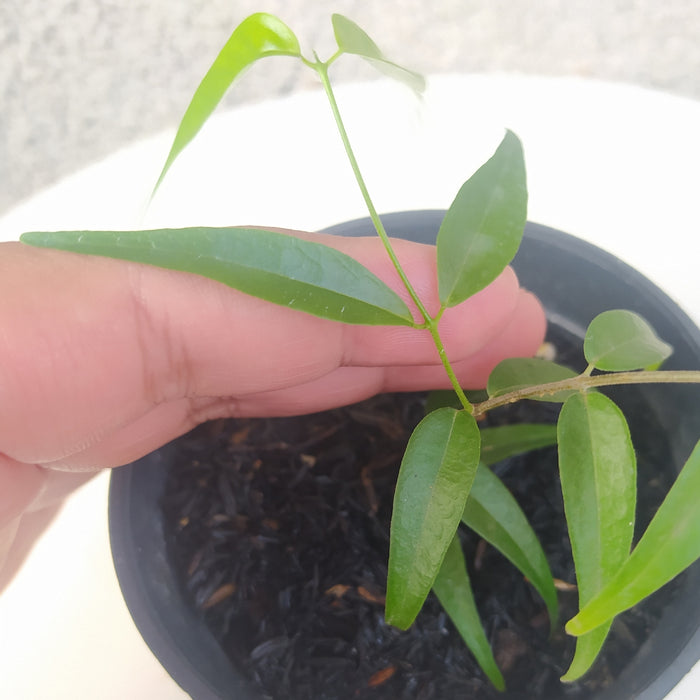 RP093 Hoya Leucantha SP Papua (BGR)