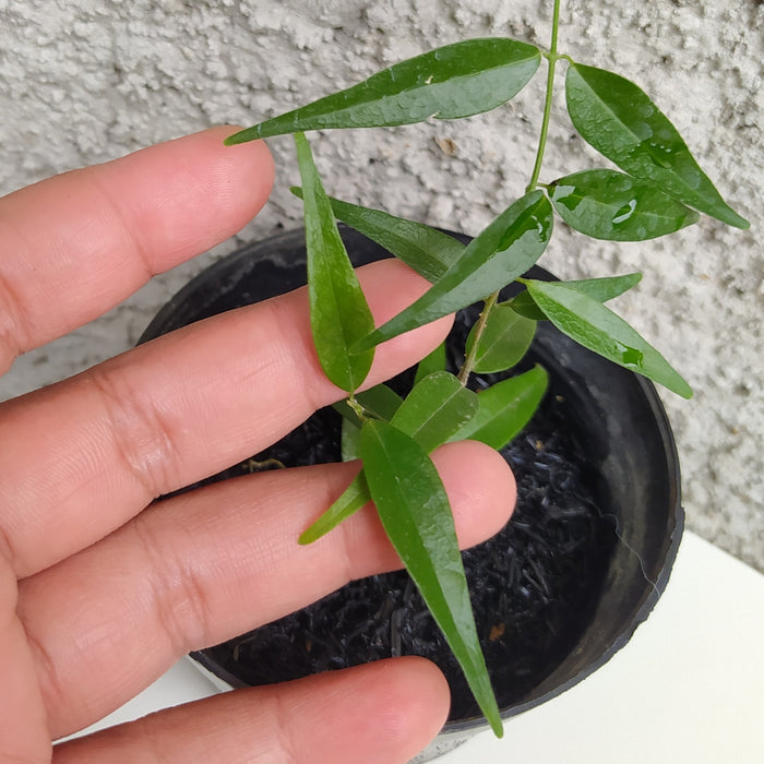 RP167 Hoya Leucantha SP Papua A (BGR)