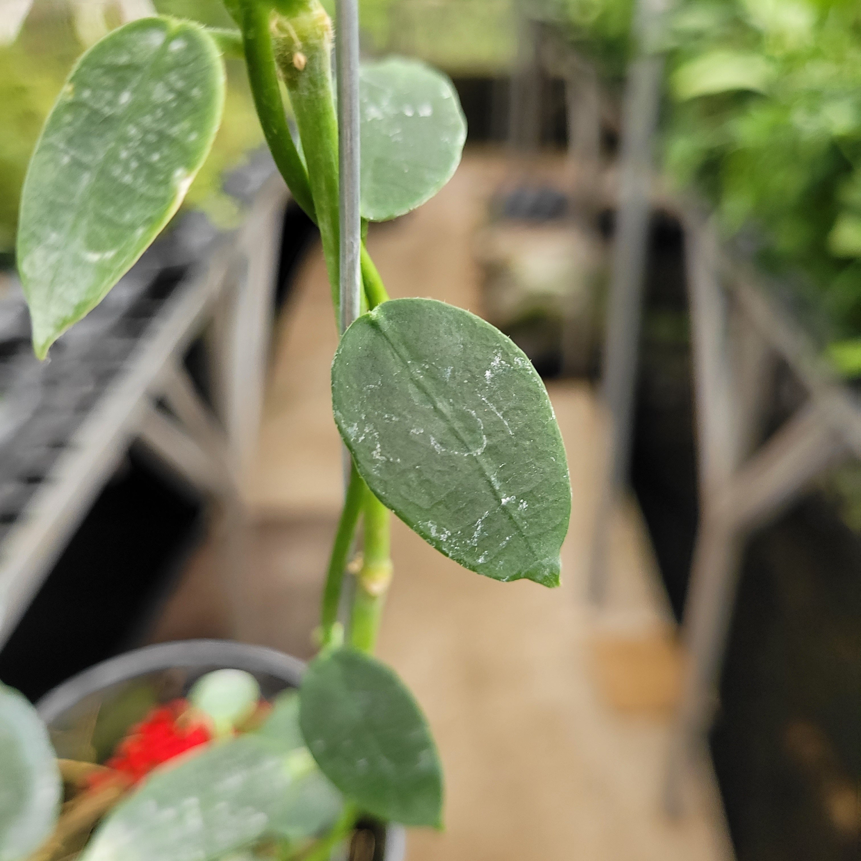 Hoya Lithophytica — Aroidasia