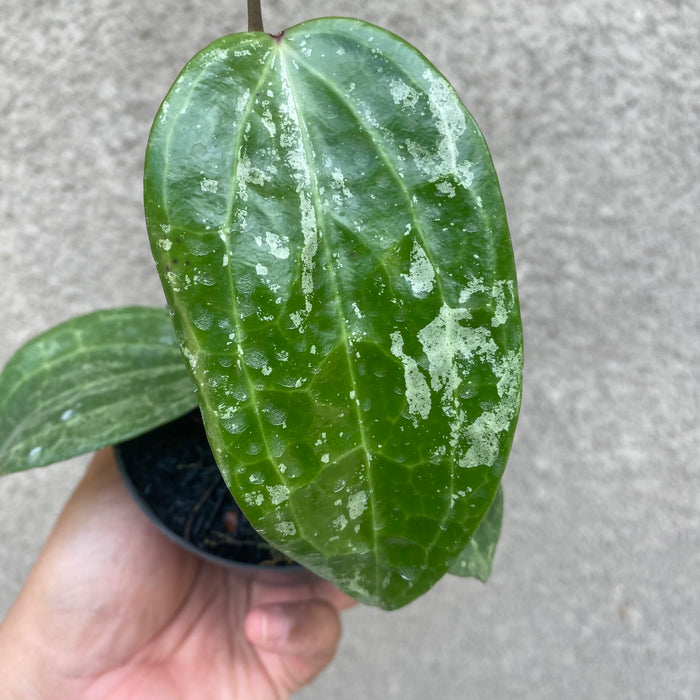 Hoya Macrophylla Splash (Exact Plant - NOV53)