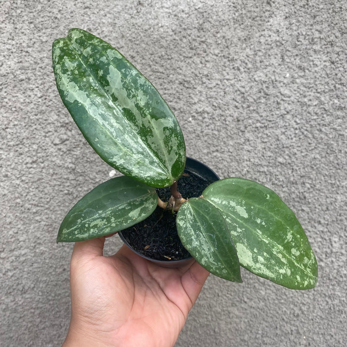 Hoya Macrophylla Splash (Exact Plant - NOV47)
