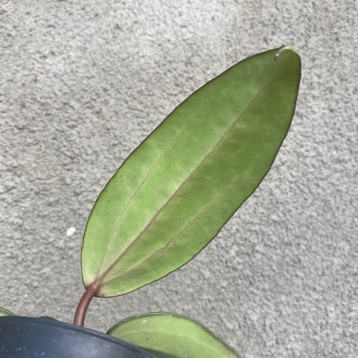 Hoya Macrophylla Splash (Exact Plant - NOV47)