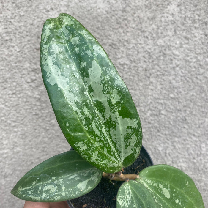 Hoya Macrophylla Splash (Exact Plant - NOV47)