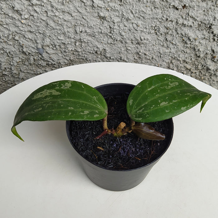 RP168 Hoya Macrophylla Splash (BGR)