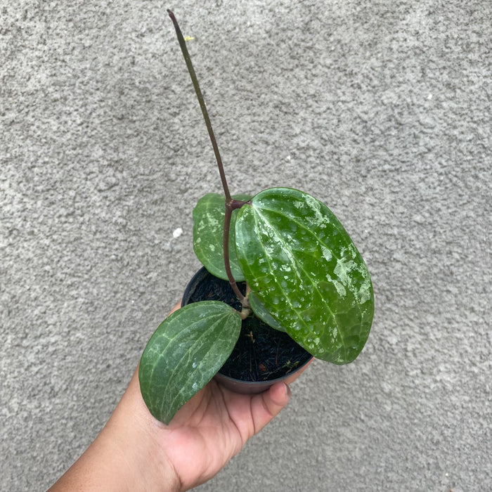 Hoya Macrophylla Splash (Exact Plant - NOV53)