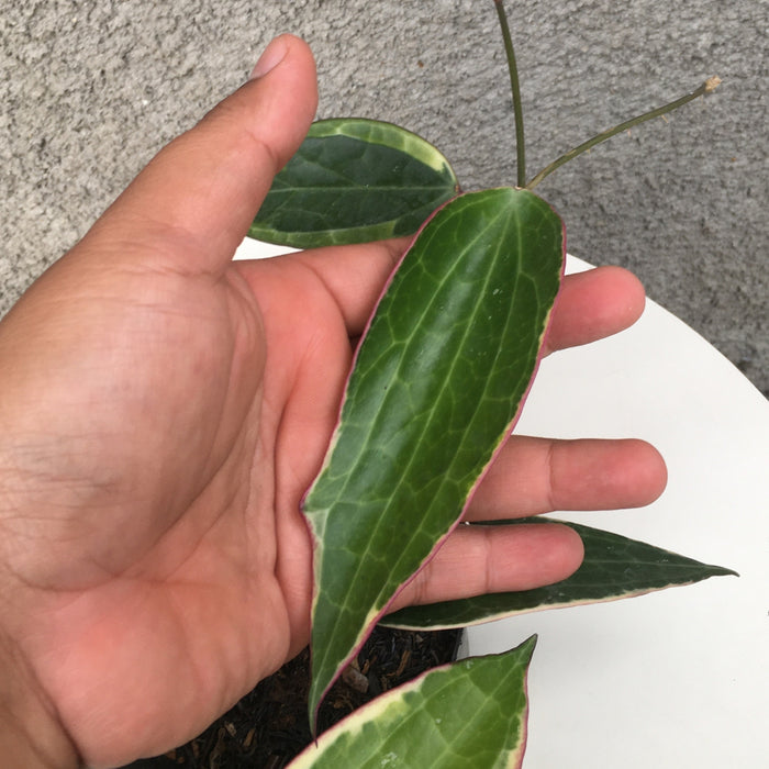 RP138 Hoya Macrophylla Variegated (2 pcs - BGR)