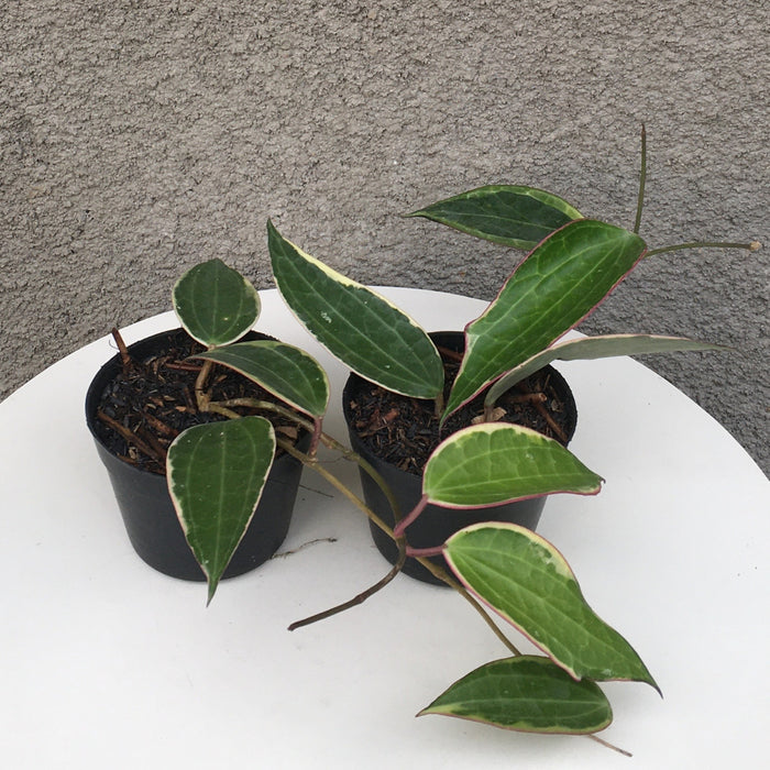 RP138 Hoya Macrophylla Variegated (2 pcs - BGR)