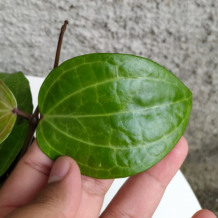 RP171 Hoya Macrophylla Watermelon (BGR)