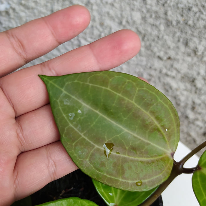 RP171 Hoya Macrophylla Watermelon (BGR)