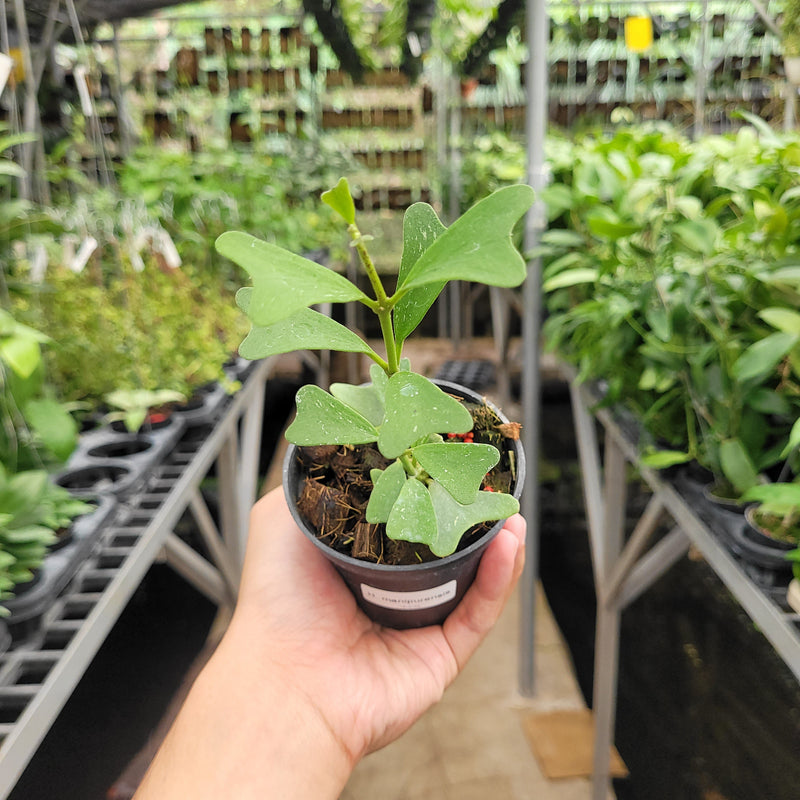 🎁 Hoya Manipurensis (100% off)