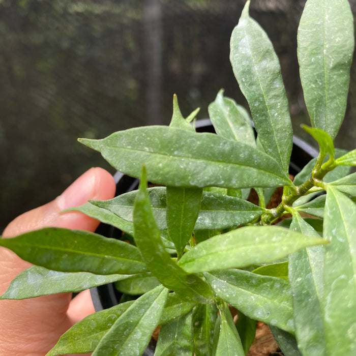 Hoya Multiflora Minion (Exact Plant - NOV28)